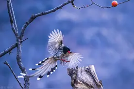 运城摄影师拍到多年未见的红嘴蓝鹊，形态优美，看啥样子图片