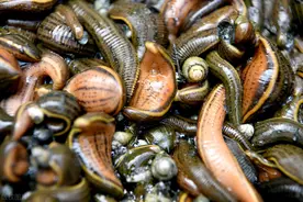 生活在农村沟渠中，却是名贵药材，水蛭的人工饲养图片