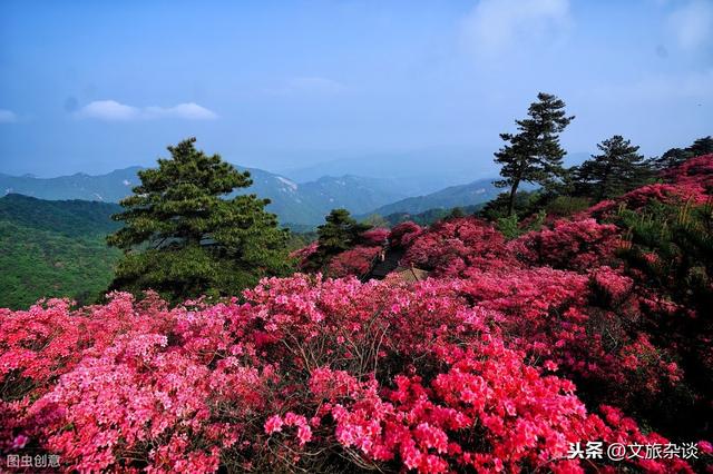 「杜鹃花里杜鹃啼」十二首杜鹃花诗词，赏“花中西施”之美