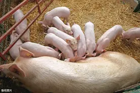 母猪难产，产程过长怎么办？看养殖老手怎么做！图片