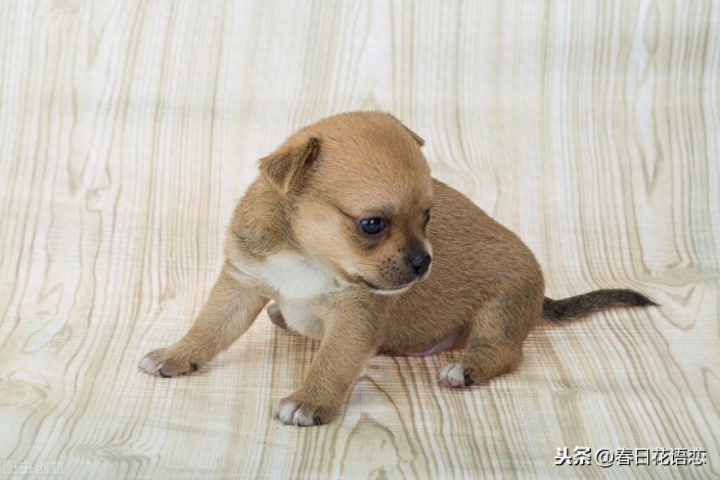 最可爱的小犬吉娃娃,单纯无辜的眼神,瞬间把人融化