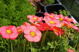 养花不花钱！4种野草随手挖，养在花盆“韵味高”，比买的花漂亮图片