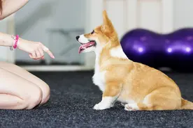 训练狗的要领是什么？图片