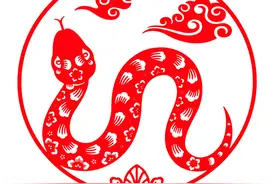 三连问：蛇酒是愚昧和糟粕？毒蛇泡酒危险吗？现代医学怎么看？图片