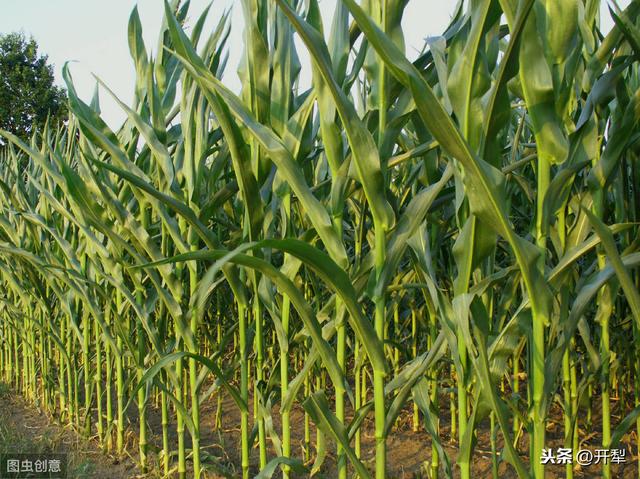 玉米除草剂药害症状及防缓方法