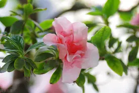 买年宵花时，遇到这5种，入手要谨慎图片