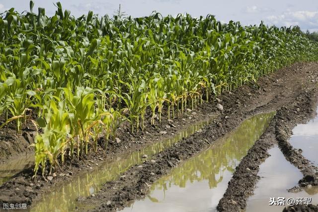 玉米除草剂药害症状及防缓方法