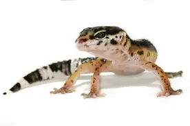 农村房屋上的壁虎可以治疗癌症，这是真的吗？看看医学专家怎么说图片