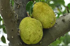 木菠萝变身“空中果肉炸弹”，是不是觉得很浪费？图片