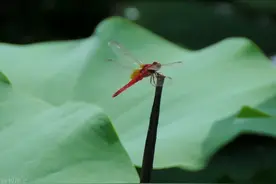 一首杨万里的《小池》，让人们眼前浮现出一卷充满希望的盛夏美景图片