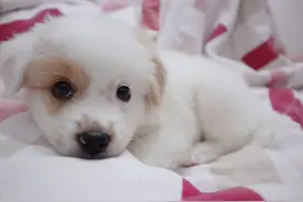 3个阶段3种食物，养小狗记住这个技巧，你养的狗狗也不会差图片