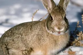 来点最传统的狩猎——追赶野兔图片