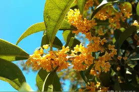 农村俗语：“富种月桂穷种银，满园金桂终为贫”是啥意思？图片