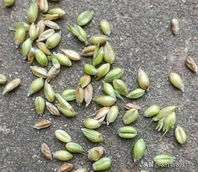 小麦赤霉病即将大爆发，防治不能马虎！