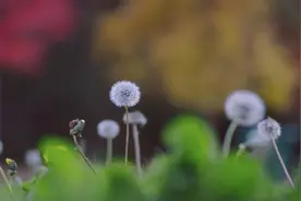 做你，安静的过客，当那轮满满的圆月图片