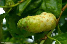 这些被誉为“植物伟哥”的菜，真有那么神？不妨看看医生怎么说图片
