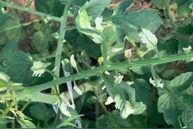 番茄遭除草剂药害咋办？3方面找原因，3措施补救减少损失图片