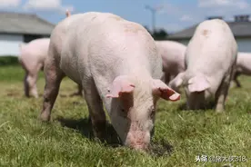 猪混感高热综合症，与猪瘟、非瘟症状相似图片