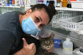 狸花猫趁主人搬家时跑掉，流浪3年后，又在新家附近重逢，缘分深图片