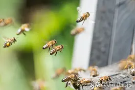 蜜蜂为什么喜欢围绕着人飞舞，其实它是想告诉你这些信息图片