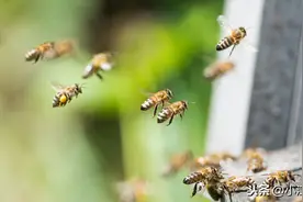 蜜蜂为什么喜欢围绕着人飞舞，其实它是想告诉你这些信息图片