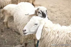 小尾寒羊养殖技术（1）图片