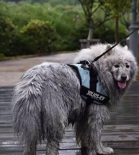 这五种狗狗,不是一般人能养的,没有过硬的实力养不了