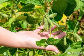 大豆在不同的生长时期，管理的策略各不同，让我们一起来了解吧图片