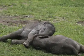 “你瞅啥”！盘点动物打架名场面，原来它们都是这样打架的图片
