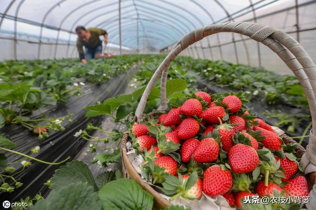 瀛︿細鐢ㄥソ杩欏嚑鎷涳紝鑽夎帗鑺辫娊鏃╁垎鍖栥€佹灉瀹炴棭鎴愮啛锛屾姠鍏堜笂甯傚崠楂樹环