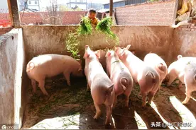 青饲料发酵喂猪三法图片