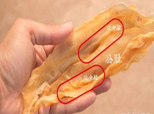 赤嘴鱼胶公胶好还是母胶好 2026年赤嘴鱼胶公胶好还是母胶好一点