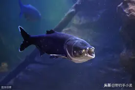不靠吞食靠过滤，详解用饵、找水层和雾化在实战做钓鲢鳙的应用图片