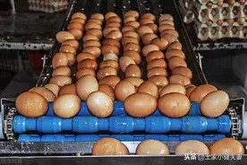 城里人吃的鸡蛋是怎么来的，想知道吗，带你了解现代化鸡蛋生产线图片
