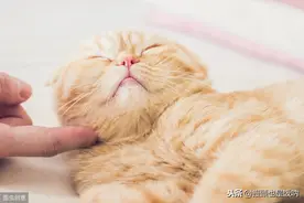 猫用头蹭你代表什么？图片