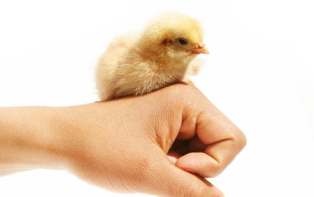 手臂上老起鸡皮疙瘩怎么回事