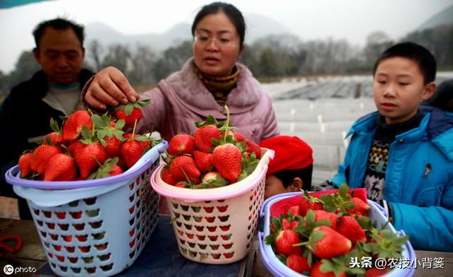 瀛︿細鐢ㄥソ杩欏嚑鎷涳紝鑽夎帗鑺辫娊鏃╁垎鍖栥€佹灉瀹炴棭鎴愮啛锛屾姠鍏堜笂甯傚崠楂樹环