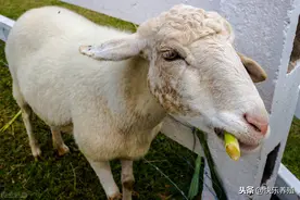 新手入行养羊，4种羊不能买图片