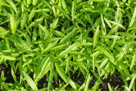 蕹菜种植栽培技术要点，以及科学化田间管理，不妨看看图片