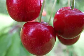 大樱桃高效种植管理中，掌握病虫害的综合防治技术，保障樱桃质量图片