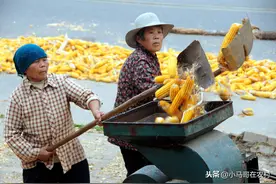 卖湿玉米棒和干玉米粒哪个更划算，用数据说明，不要再吃亏图片