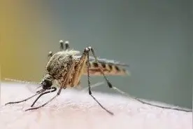 拿走不谢！一到冬天，蚊子都藏到哪去了？今天就偷偷告诉你图片