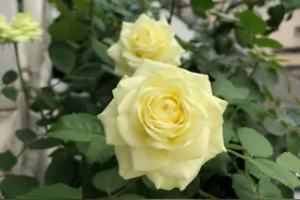 奶油龙沙宝石，优秀的盆栽月季，花色柔美，周年花开，很值得拥有图片