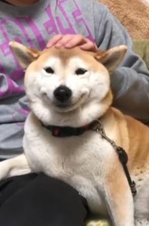 柴犬窝在主人的肩膀上,笑出一个标准u型微笑,你被它治愈了吗(柴犬