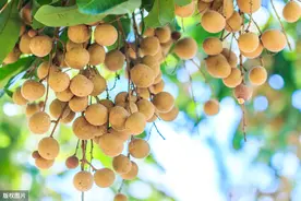 第五代荔枝（龙眼）蒂蛀虫发生预报及防治意见图片