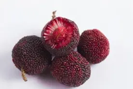 杨梅的种植方法图片
