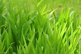 黄花菜种植过程中病虫害不可避免，4种常见病虫害的防治方法图片