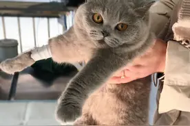 铲屎官带猫咪来医院，情况有点严重需要做个手术，猫咪却一脸淡定图片