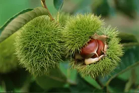 板栗播种及嫁接种植技术，掌握以下技巧，收获高产高质量板栗图片