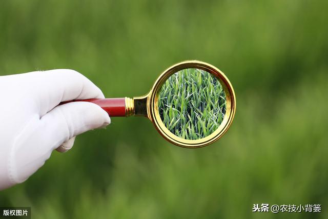 既能防治病害又能促长增产，这个肥药配方花钱不多但效果就是好